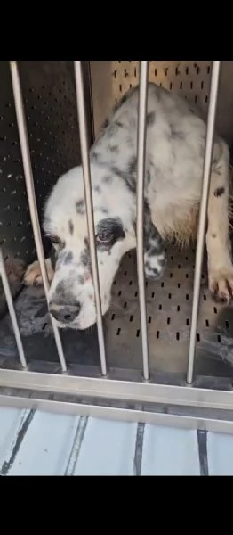 Zeus: giovane setter equilibrato socievole  | Foto 6