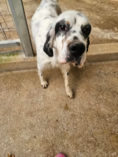 Zeus: giovane setter equilibrato socievole  | Foto 5