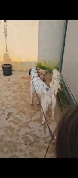 Zeus: giovane setter equilibrato socievole  | Foto 4