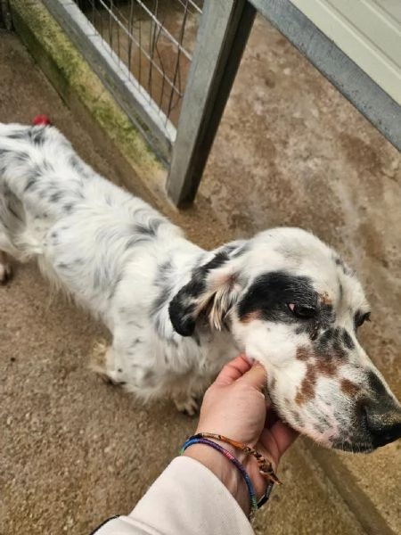 Zeus: giovane setter equilibrato socievole  | Foto 3