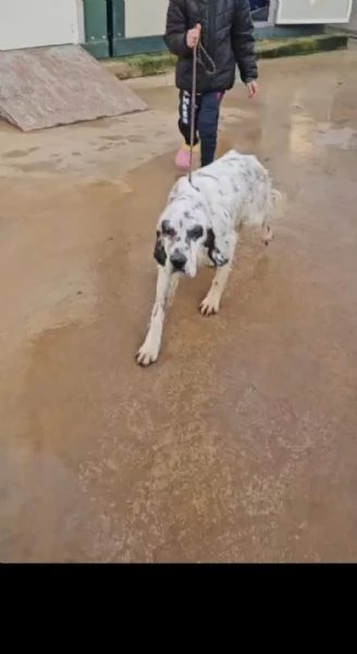 Zeus: giovane setter equilibrato socievole 