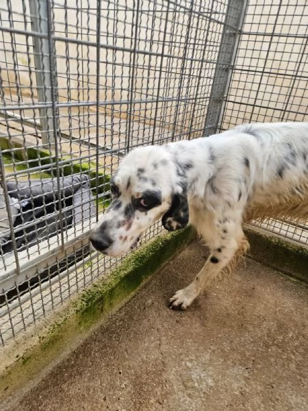 Zeus: giovane setter equilibrato socievole  | Foto 2