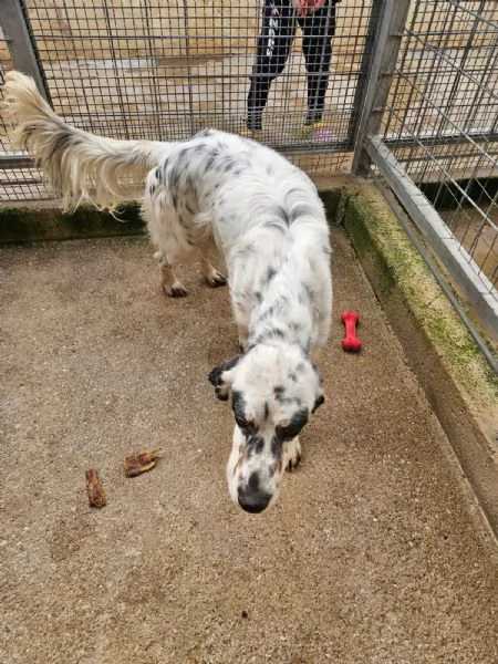 Zeus: giovane setter equilibrato socievole  | Foto 1