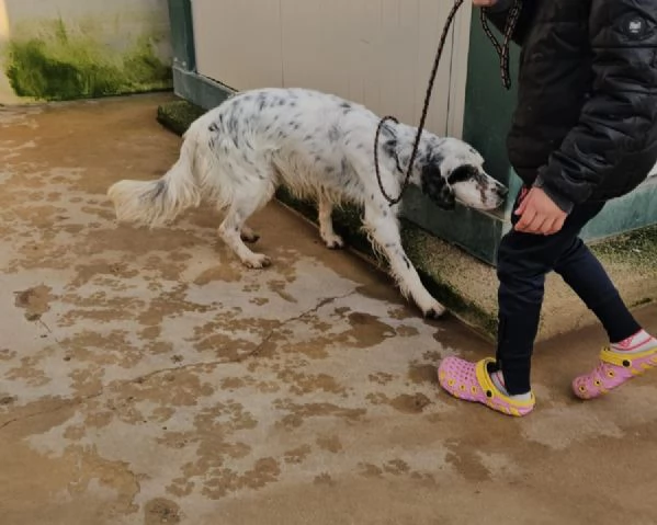 Zeus: giovane setter equilibrato socievole  | Foto 0