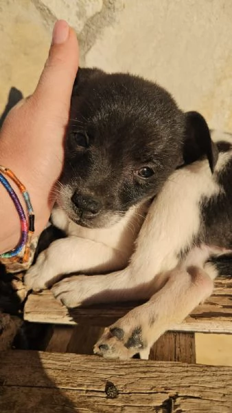 Pizzetta: 2 mesi taglia piccola 