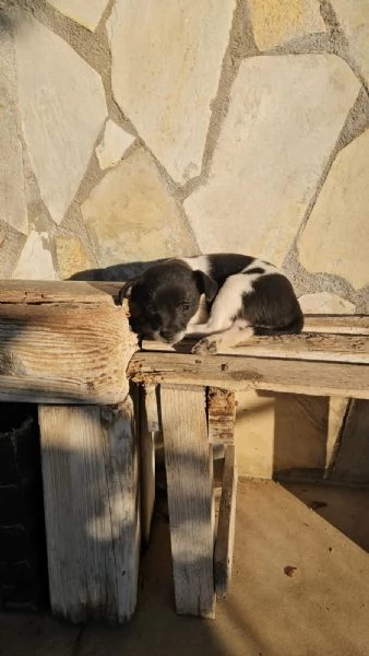 Pizzetta: 2 mesi taglia piccola  | Foto 3