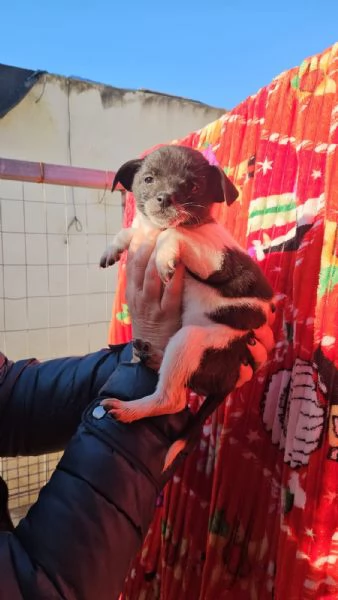 Pizzetta: 2 mesi taglia piccola  | Foto 2