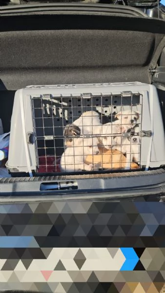 Pizzetta: 2 mesi taglia piccola  | Foto 1