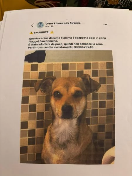 Fiamma &egrave; scappata! Appello urgente 