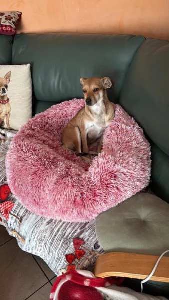 Fiamma &egrave; scappata! Appello urgente  | Foto 0