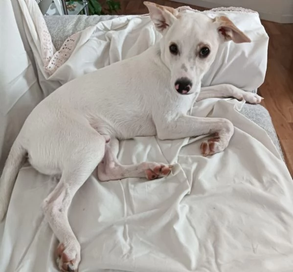 Argo: taglia piccola vivace ed energico