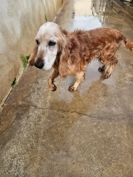 Mya: cockerina anziana dolcissima  | Foto 5