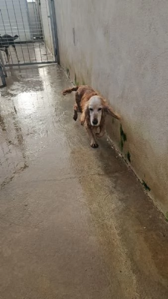 Mya: cockerina anziana dolcissima  | Foto 4