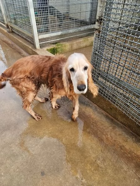 Mya: cockerina anziana dolcissima  | Foto 3