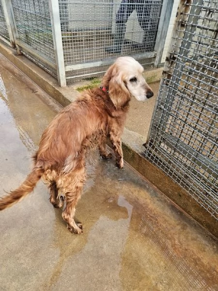 Mya: cockerina anziana dolcissima  | Foto 2