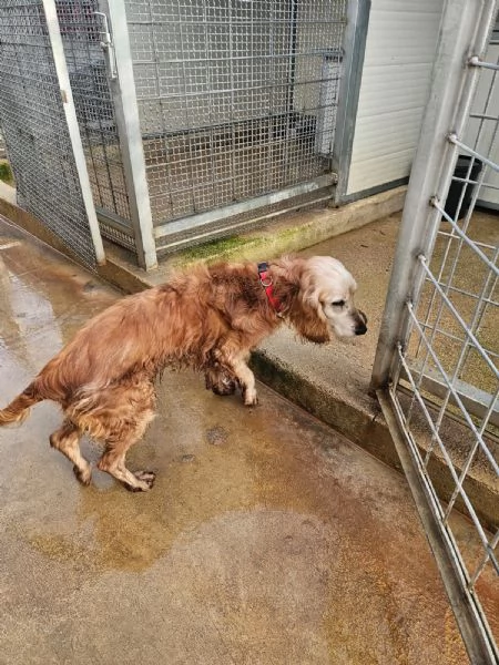 Mya: cockerina anziana dolcissima  | Foto 1