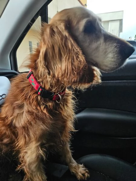 Mya: cockerina anziana dolcissima  | Foto 0