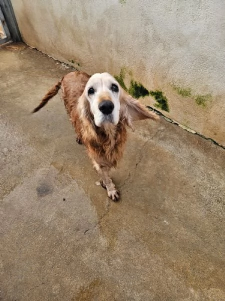 Mya: cockerina anziana dolcissima 