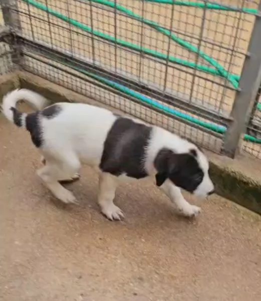 Olga: 3 mesi taglia grande  | Foto 0