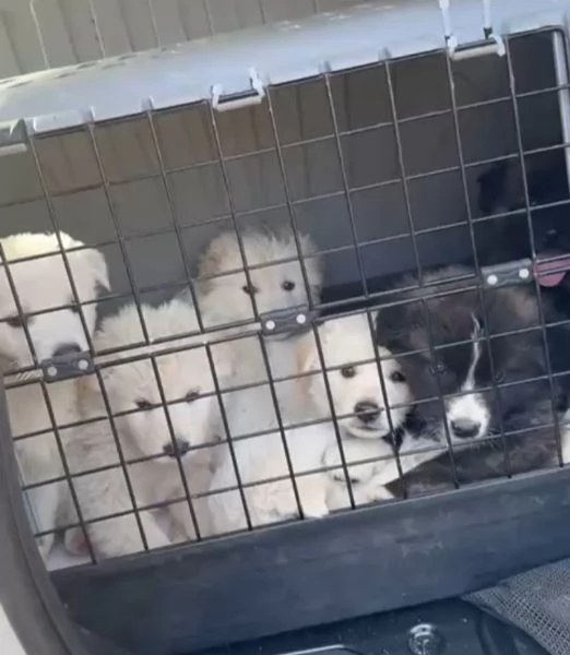 Snow: 4 mesi taglia grande  | Foto 1