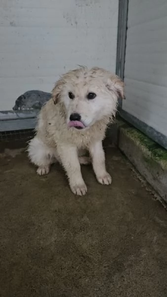 Snow: 4 mesi taglia grande 