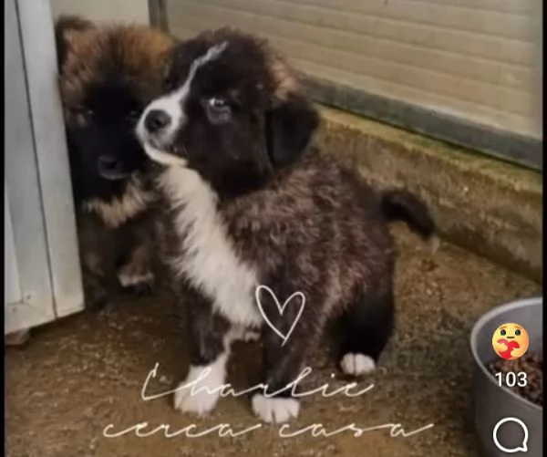 Charlie: 4 mesi taglia grande  | Foto 6