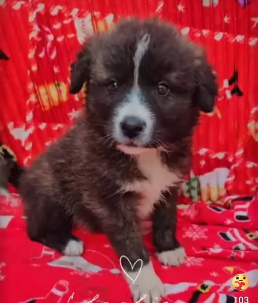 Charlie: 4 mesi taglia grande  | Foto 4