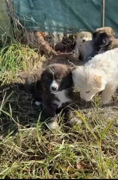 Charlie: 4 mesi taglia grande  | Foto 3