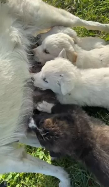 Charlie: 4 mesi taglia grande  | Foto 1