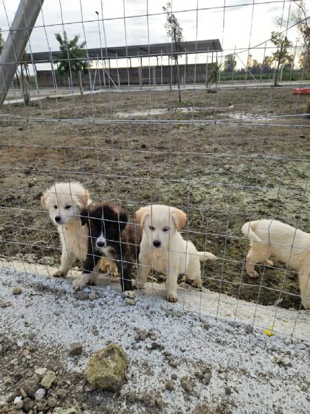 Charlie: 4 mesi taglia grande  | Foto 0