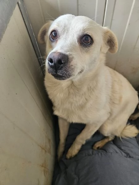 Boris: 1 anno taglia piccola  | Foto 3