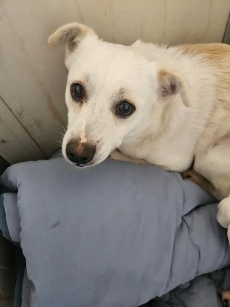 Boris: 1 anno taglia piccola  | Foto 2