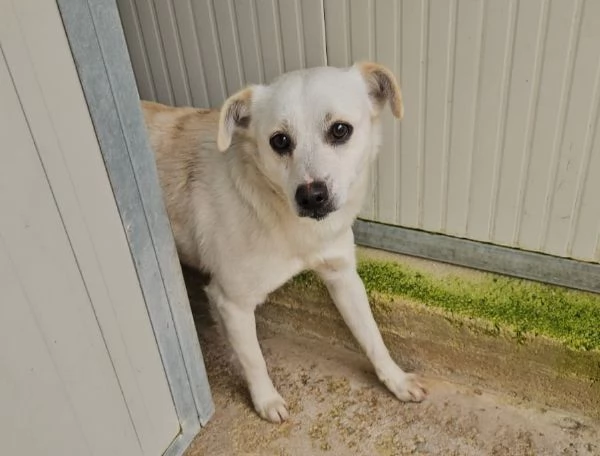 Boris: 1 anno taglia piccola 