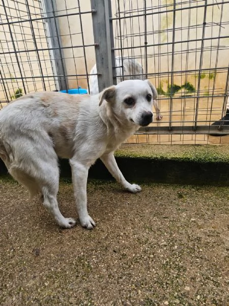 Boris: 1 anno taglia piccola  | Foto 0