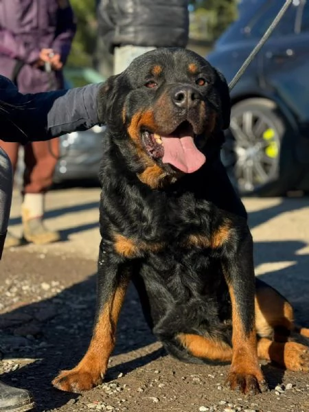 Ares: rottweiler socievole equilibrato 