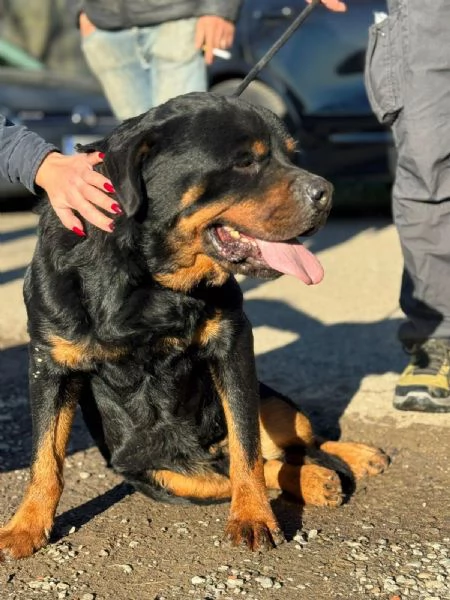 Ares: rottweiler socievole equilibrato  | Foto 5