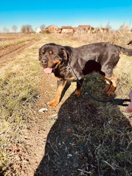 Ares: rottweiler socievole equilibrato  | Foto 4