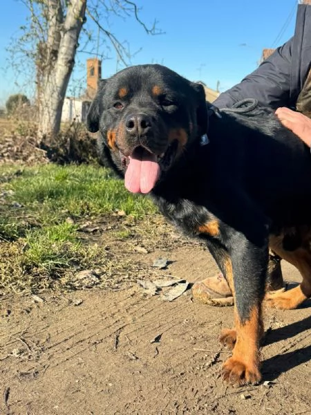 Ares: rottweiler socievole equilibrato  | Foto 3
