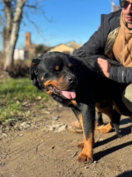 Ares: rottweiler socievole equilibrato  | Foto 2