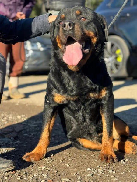 Ares: rottweiler socievole equilibrato  | Foto 1