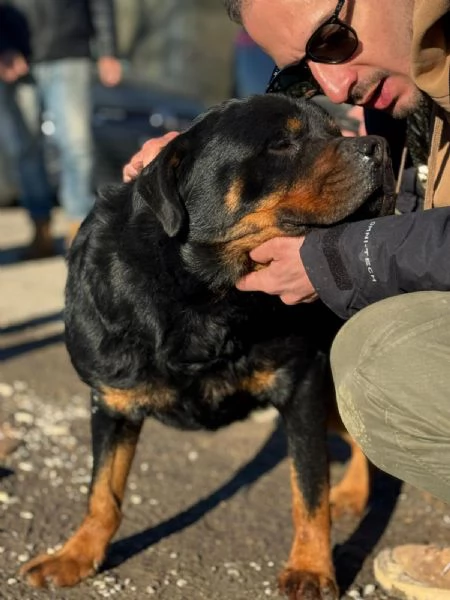 Ares: rottweiler socievole equilibrato  | Foto 0