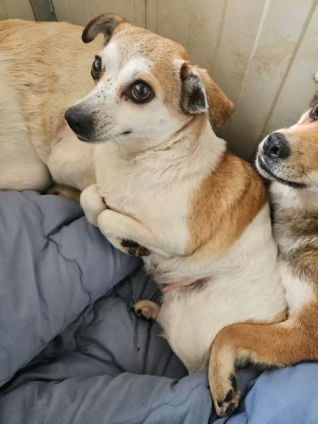 Dixie: 4 anni, 6 kg. Timida ma dolce