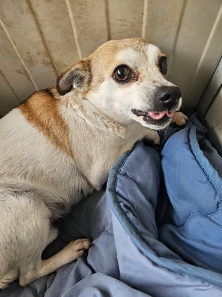 Dixie: 4 anni, 6 kg. Timida ma dolce | Foto 2