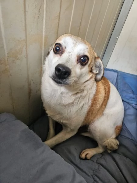 Dixie: 4 anni, 6 kg. Timida ma dolce | Foto 1