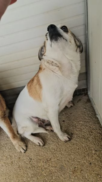 Dixie: 4 anni, 6 kg. Timida ma dolce | Foto 0