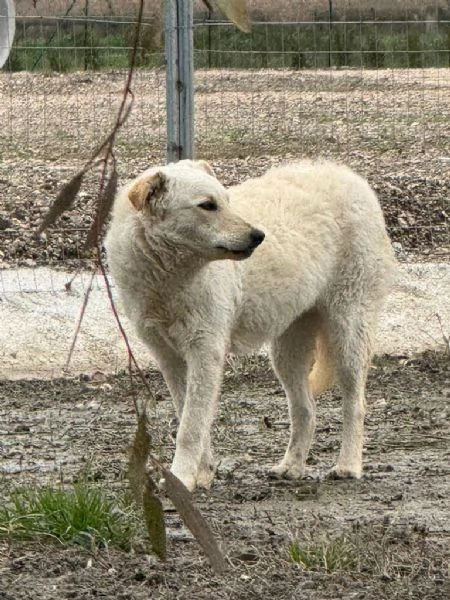 Micky: giovane pastorina equilibrata socievole  | Foto 2