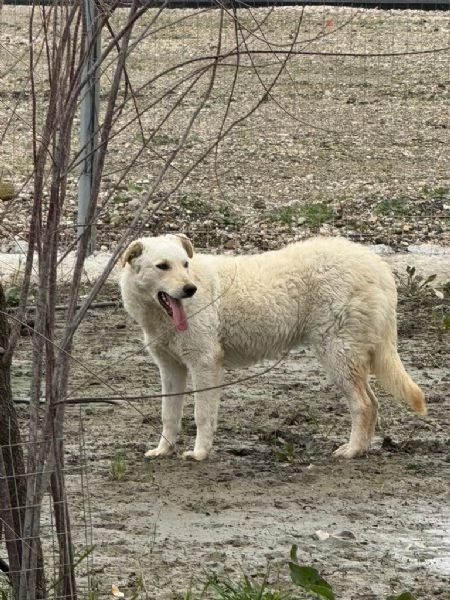 Micky: giovane pastorina equilibrata socievole  | Foto 1