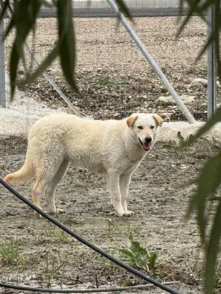 Micky: giovane pastorina equilibrata socievole  | Foto 0