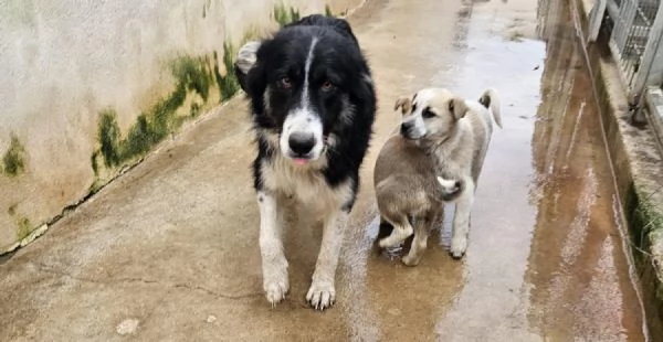 Giardino: 2 mesi taglia media  | Foto 6