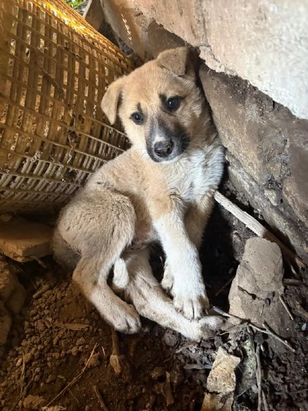 Giardino: 2 mesi taglia media 